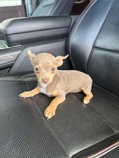 ❤️beau petit chihuahua prêt à partir ❤️, View more