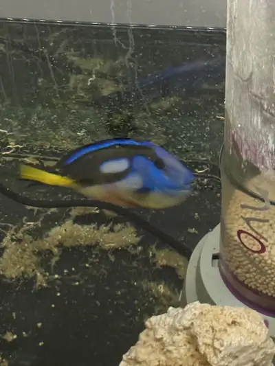 5-6” Blue Tang 4” Purple Tang Please contact if you would like photos of the two tangs. I’ve had the...