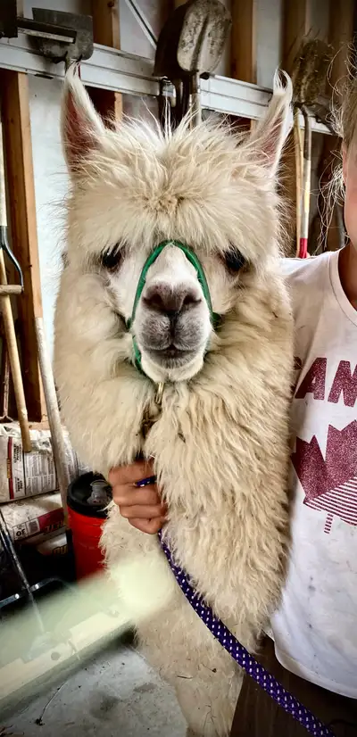 Alpacas (2 intact friendly males), View more