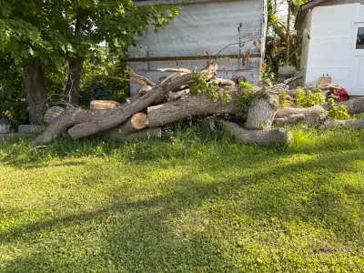 Had to have tree removed. Free wood, you cut it up and take it.