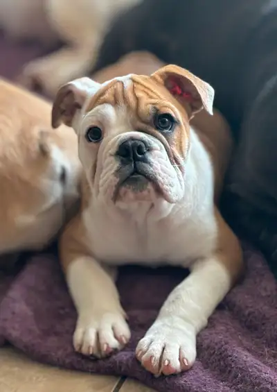 À VENDRE – Bébé Bulldog Anglais Femelle Fauve Une magnifique petite Bulldog Anglais est prête à trou...