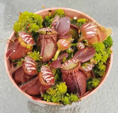 Cephalotus follicularis juvenile carnivorous pitcher plants, View more