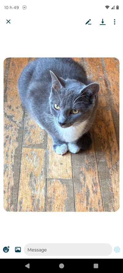 Chat 7 mois a donné, View more