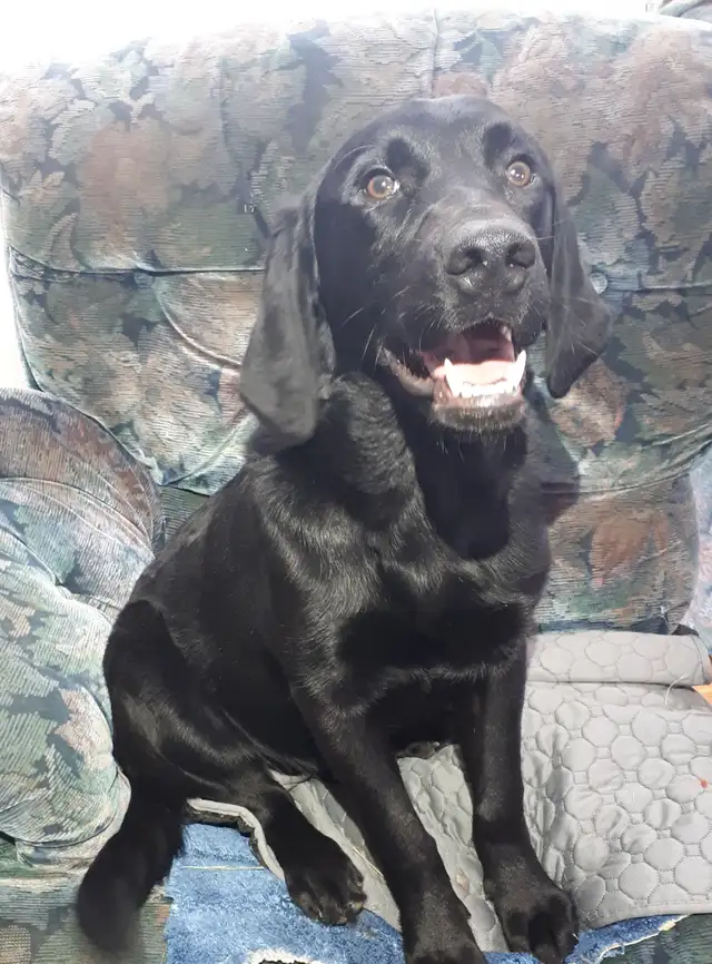 Six Black Goldadors for Sale in Dogs & Puppies for Rehoming in Edmonton - Image 2