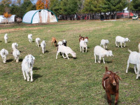 Goats/Flat sale