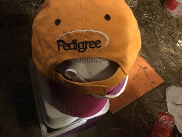 Pedigree hat one size fits all dans Autre  à Lévis - Image 3