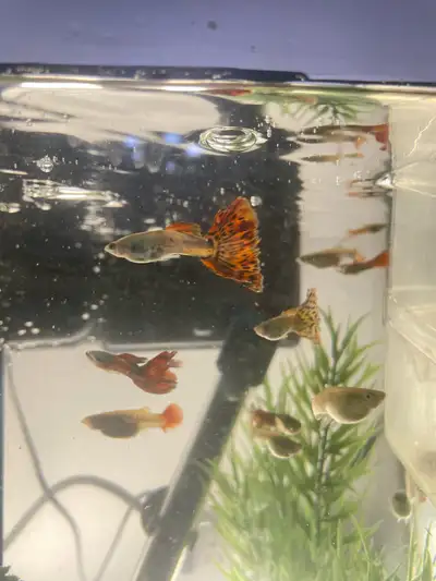 Guppies for sale, View more