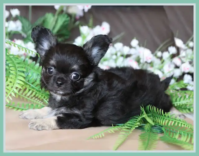 Very Fancy- White, Black tri, Blue tri, white  Chihuahua puppie in Dogs & Puppies for Rehoming in City of Toronto - Image 11