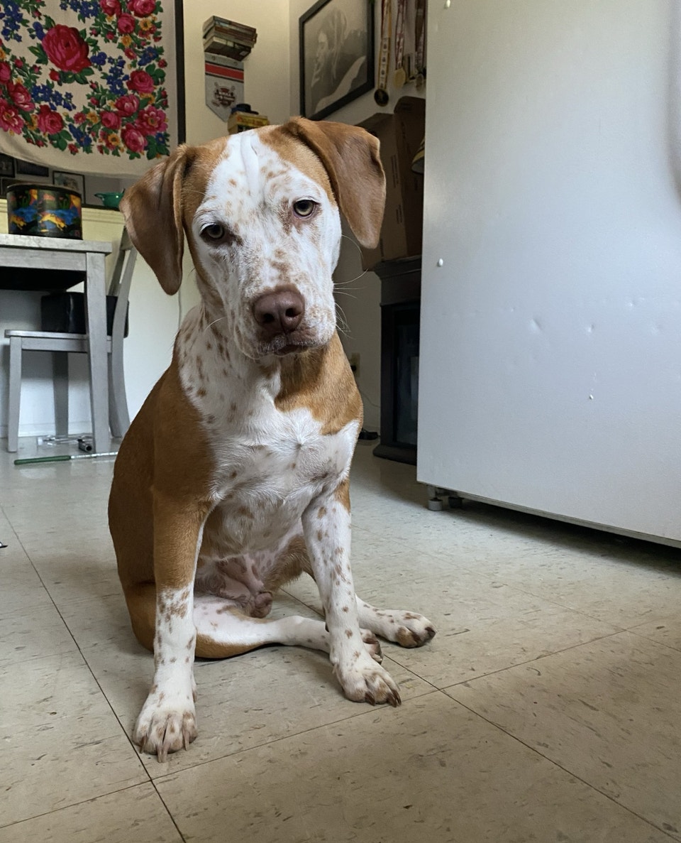 Pending!10 month old Beabull female | Dogs & Puppies for Rehoming ...