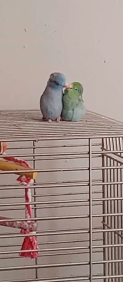 Gorgeous bonded parrotlet pair 2 years old male and female with cage equip with a nesting box and al...