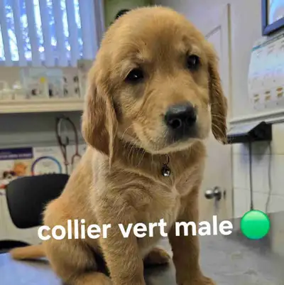 Adorable Golden Retriever chiots puppies, View more