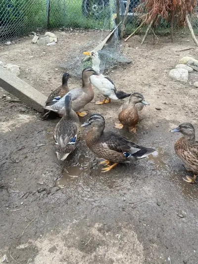 Young ducks Mallard Call mix and mallard runner mix, View more