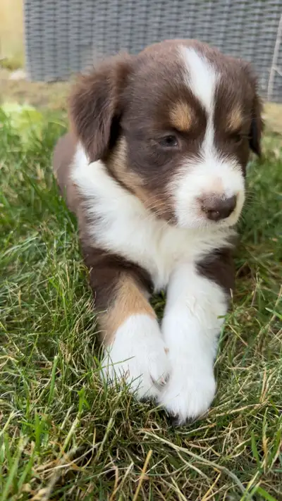 Weaned Australian shepherd puppies for sale, View more