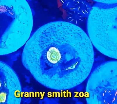 Granny Smith zoas - saltwater coral frag, View more