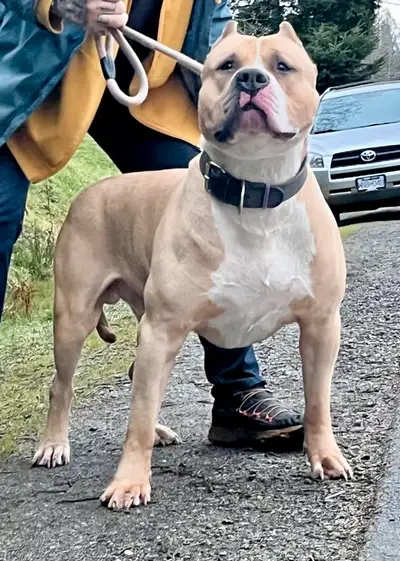 American bulldog male, View more