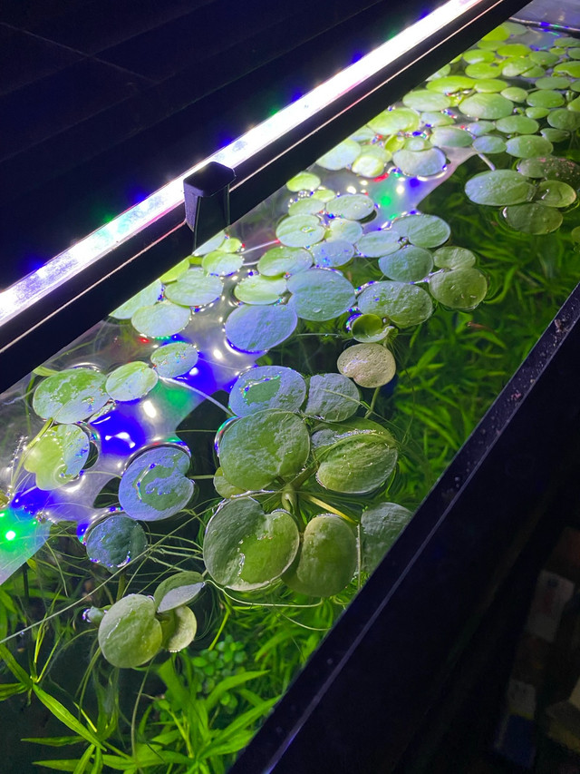 Amazon Frogbit  TEMP SOLD OUT TILL MID JULY in Fish for Rehoming in Mississauga / Peel Region