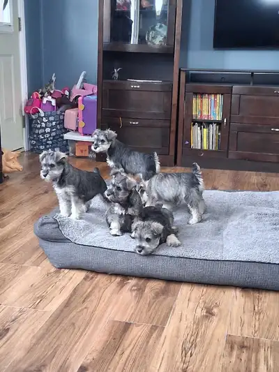 Pure Miniature Schnauzer Puppies, View more