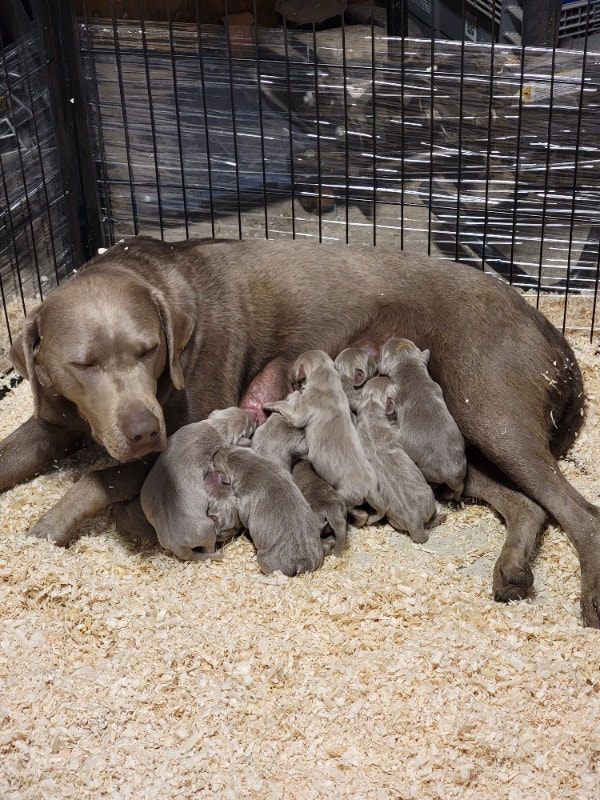 Silver Lab Puppies Dogs & Puppies for Rehoming Edmonton Kijiji