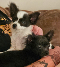 Two beautiful long haired chihuahua girl's available!!