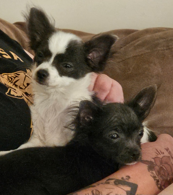 Two beautiful long haired chihuahua girl's available!! Dogs & Puppies for Rehoming Edmonton