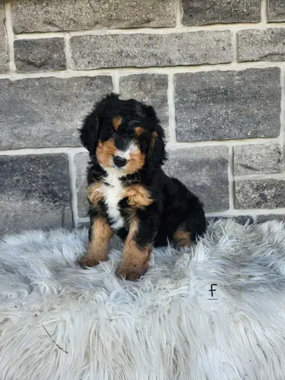bernedoodles, View more