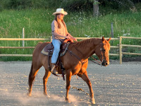 Sorel Grade Quarter Horse Mare for sale