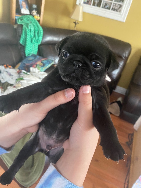 Pug puppies Dogs & Puppies for Rehoming Barrie Kijiji