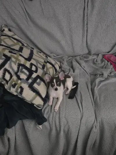 Female Chihuahua, View more