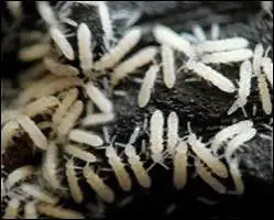 Springtail culture for bioactive terrarium - $5, View more