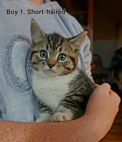 These adorable kittens are looking for a loving new home. They have all been introduced to the litte...