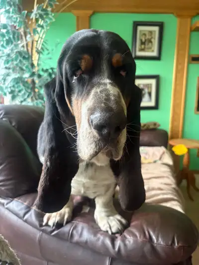 Basset hound pups, View more