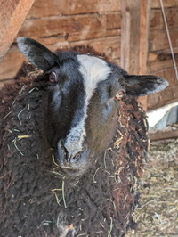 Finn Ewe & lamb 