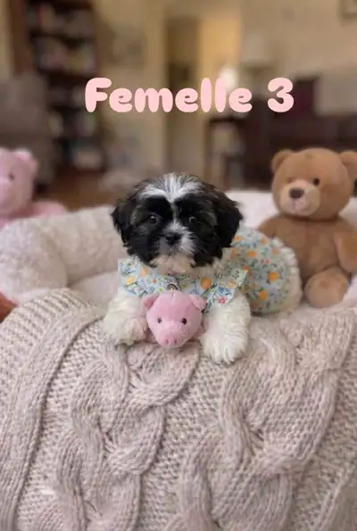 Magnifique portée prêts -6 lbs adulte -derniere petite femelle❤️, View more