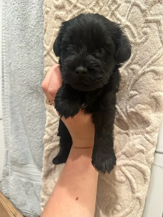 Miniature Schnauzer Puppies in Dogs & Puppies for Rehoming in St. Albert - Image 6