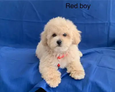 Super fluffy and precious Toy poodle x Bichon puppies Microchips and puppy starter pack included Mal...