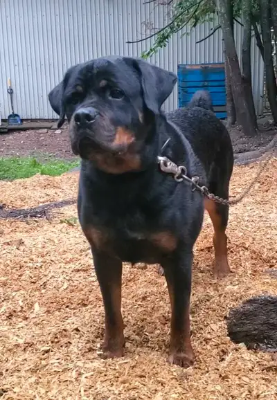 Rottweiler male 3 1/2 ans, allemand pur race, View more