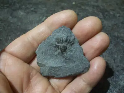 FLEXICALYMENE TRILOBITE FOSSIL, View more