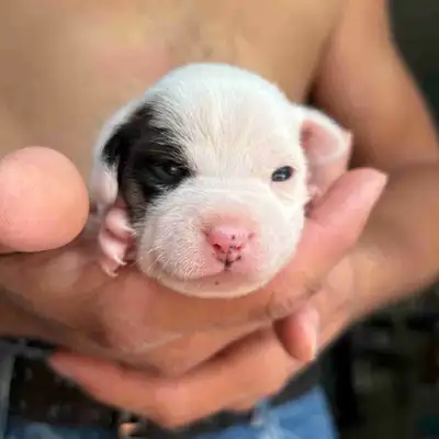 2 female Purebred Jack Russell terrier  pups!, View more