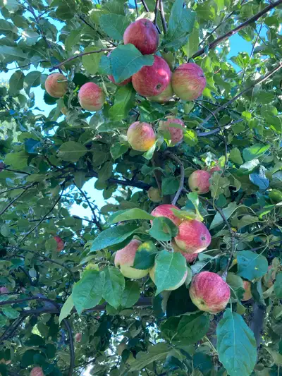 Mother Nature Apples  - read description, View more