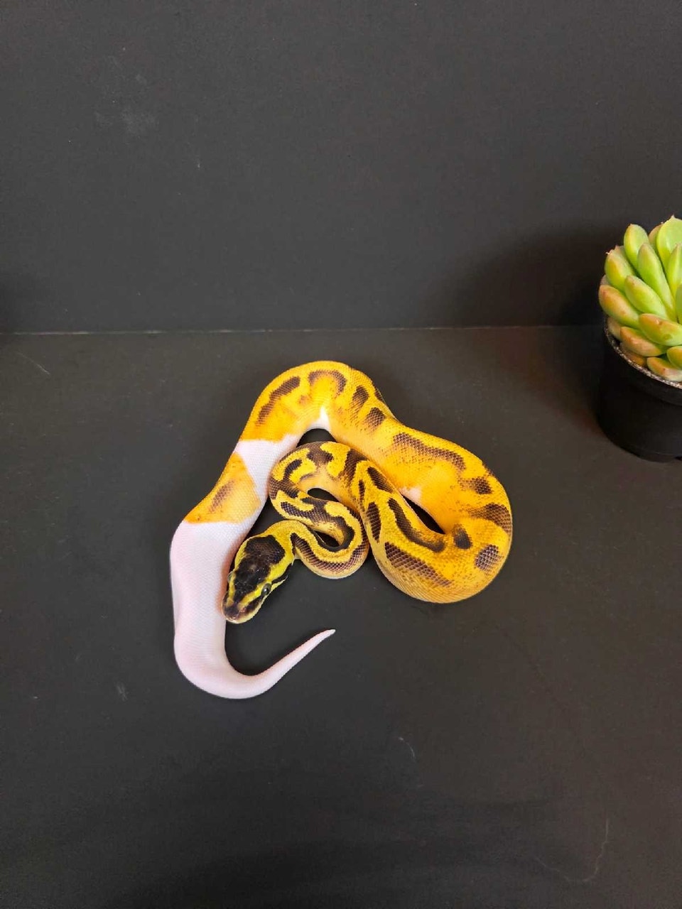 Enchi Pastel Pied Ball Python | Reptiles & Amphibians for Rehoming ...