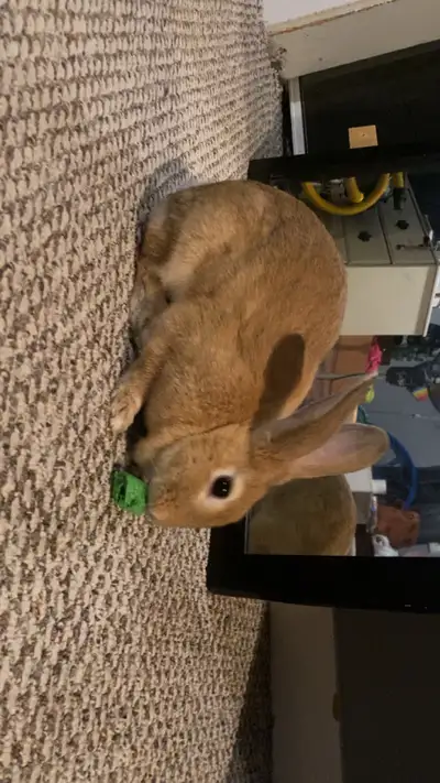 Bunny for sale, View more