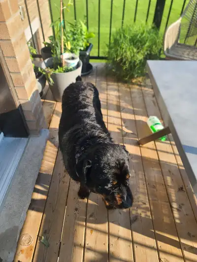 LOOKING TO RE-HOME MY DOG ALEX, View more