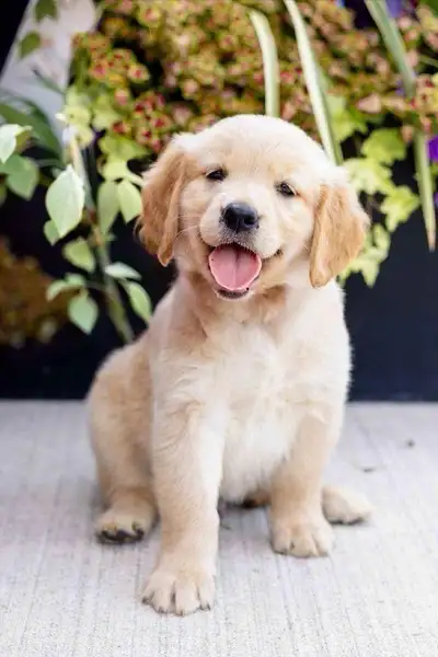 Golden Retriever Puppies, View more