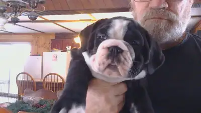 chiots olde english bulldog, View more