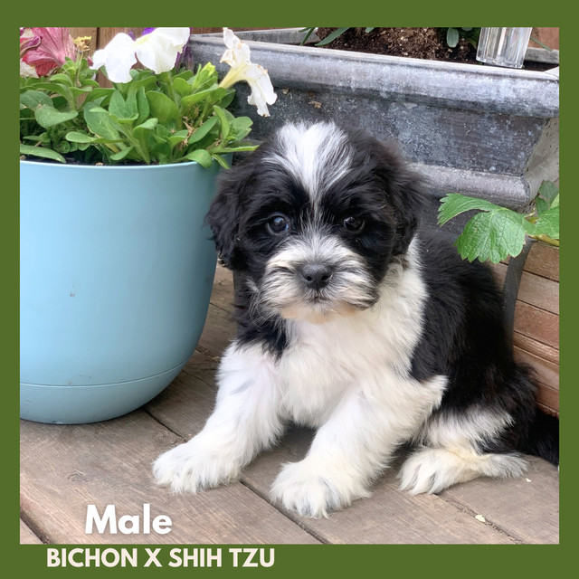 Shih tzu mix puppies in Dogs & Puppies for Rehoming in Calgary - Image 3