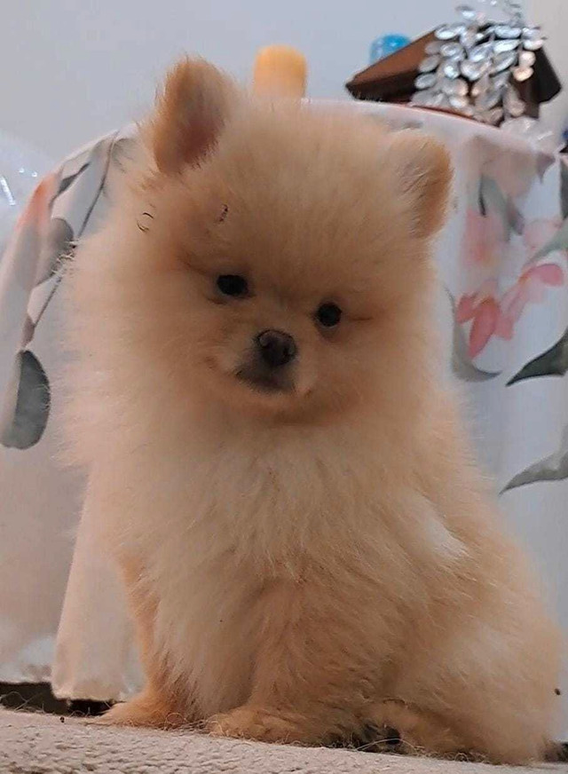 Orange and cream male 2 months old in Dogs & Puppies for Rehoming in Markham / York Region - Image 3