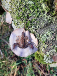 Pygmy Wood Scorpions