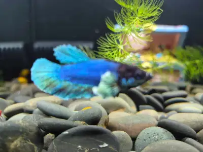 Beautiful healthy male Betta fish, View more
