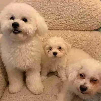 Beautiful Bichon frise a liter of 3 GIRLS & 2 BOYS born in a super healthy and comfortable environme...