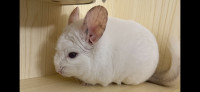 Two chinchillas with cage